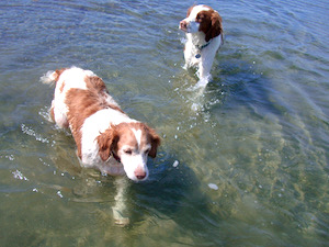 Tango, Lexie swimming