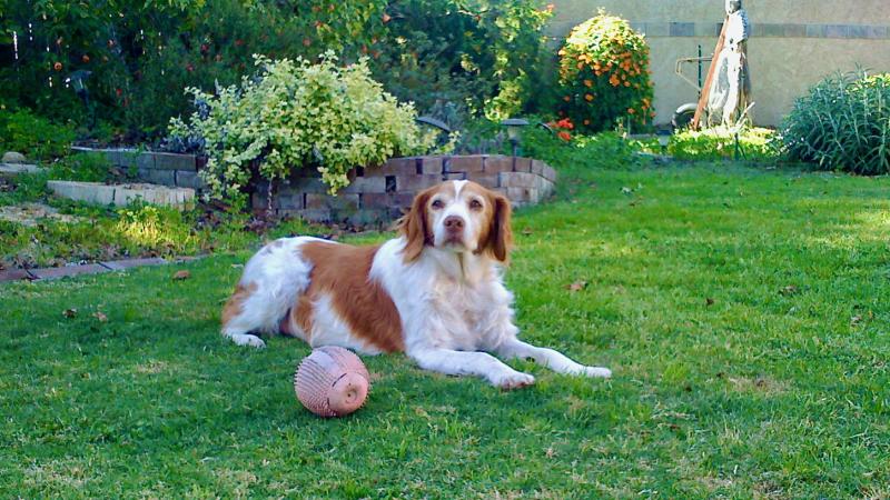 Daisy in Yard