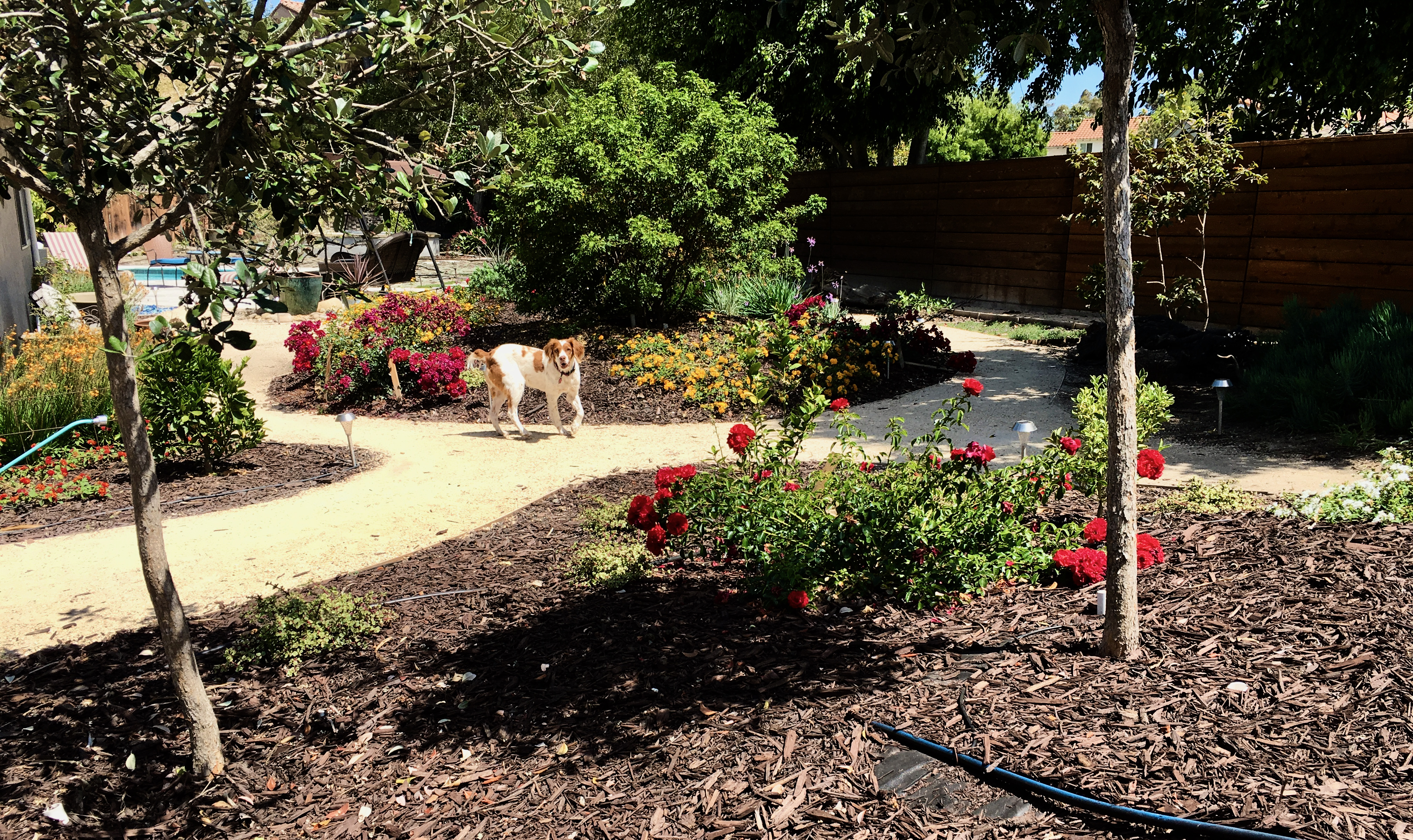 Lexie's Yard - photograph by David Crellen