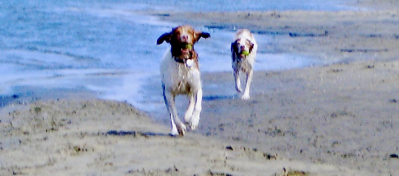 Touche & Mona At The Beach - photograph by David Crellen