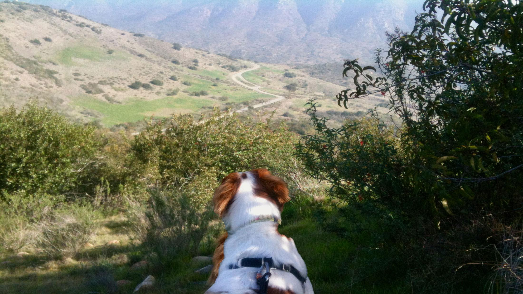 The Hunt - photo by David Crellen at Mission Trails, San Diego, CA