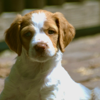 Young Touché - photo by David Crellen