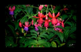 Fuschia  - Original art by David Crellen