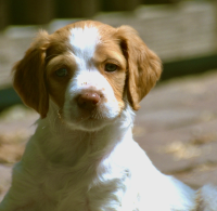 Young Touché - photo by David Crellen